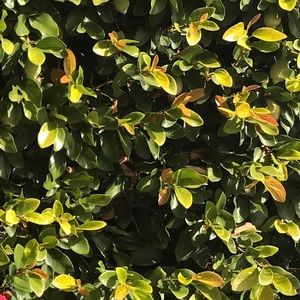 Meet your Posher, Jaymee